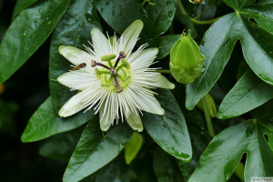 Passion flower   